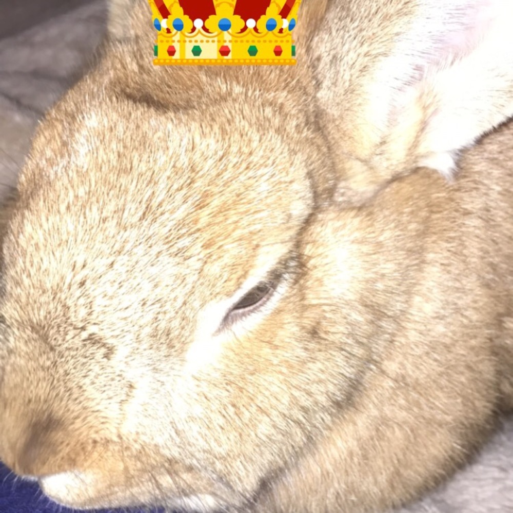 Meet your Posher, Zola